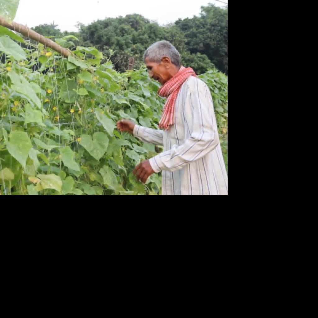 विदेशबाट फर्किएका युवाले तरकारीखेतीमा देखाए सम्भावना, बराहक्षेत्रमा गाउँमै रोजगारी बढ्दै विदेशबाट फर्किएका युवाले तरकारीखेतीमा देखाए सम्भावना, बराहक्षेत्रमा गाउँमै रोजगारी बढ्दै